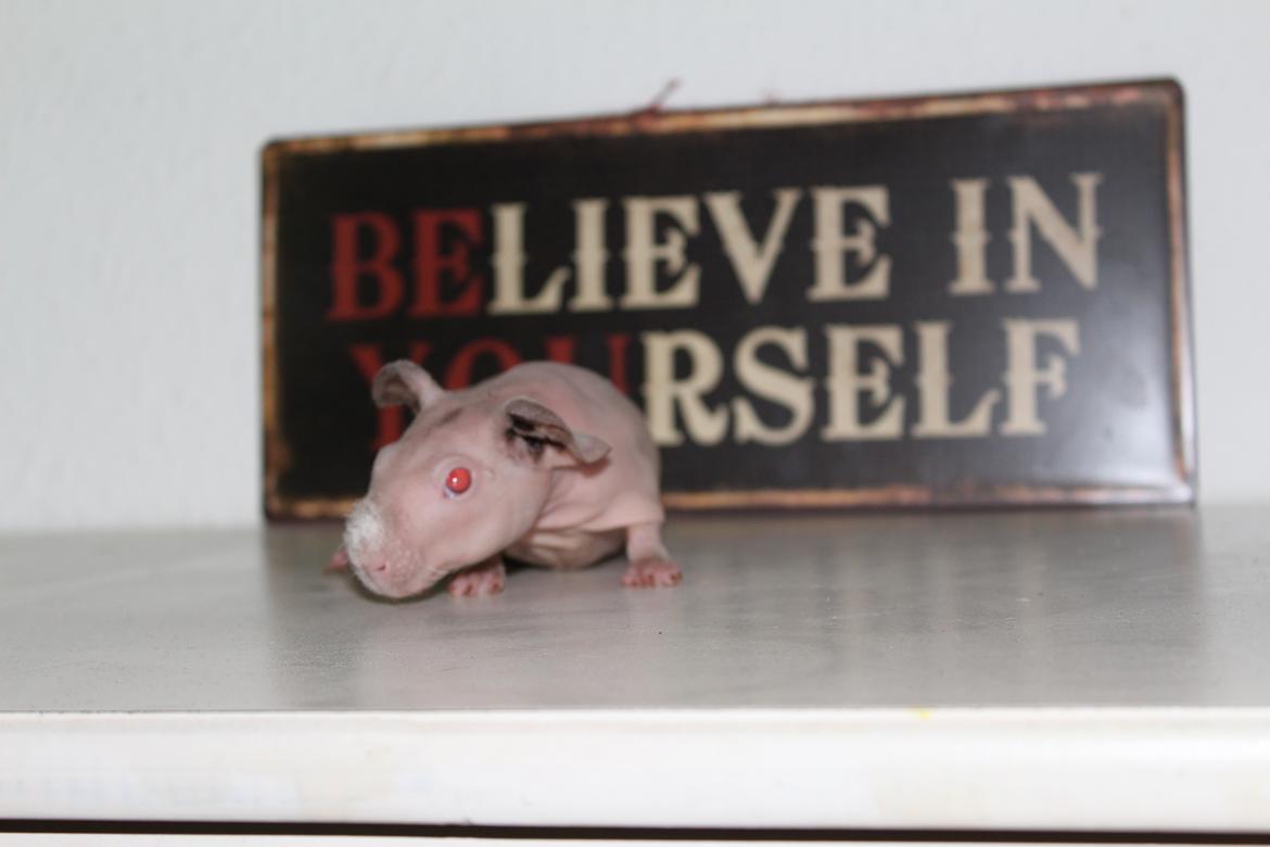 Marsvin  Baby (solgt) billede 4