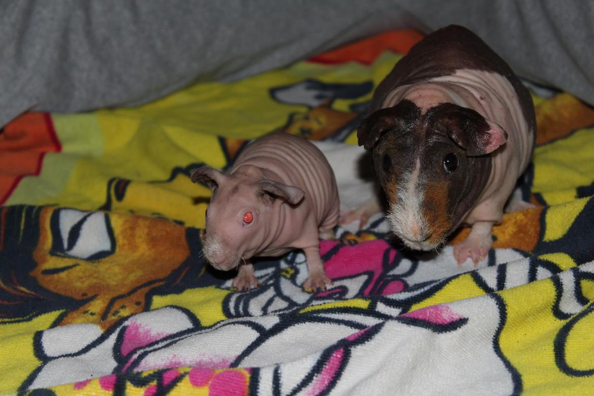 Marsvin  Baby (solgt) billede 7