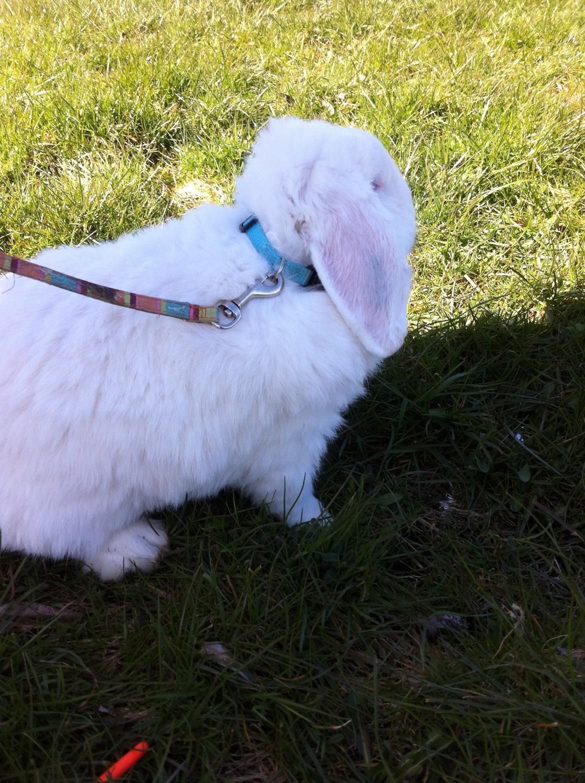 Kanin Jacob billede 1