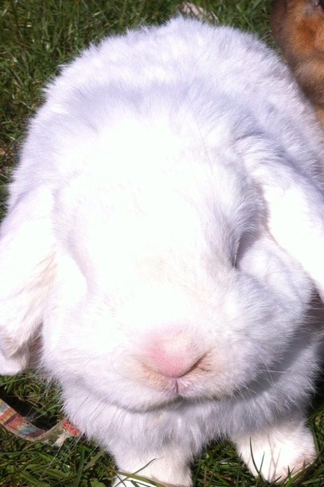 Kanin Jacob billede 2