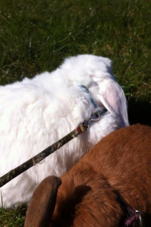 Kanin Jacob billede 4