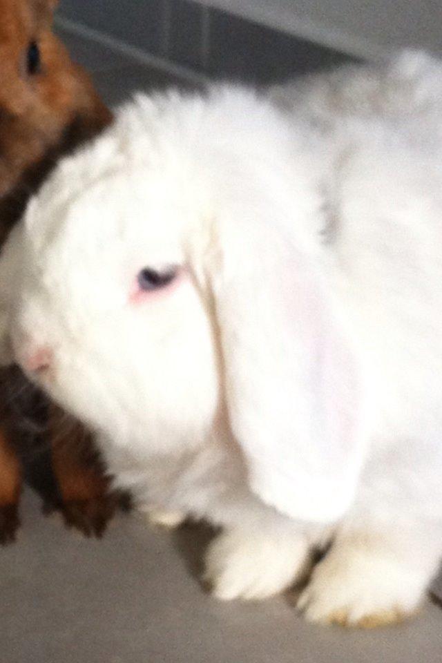 Kanin Jacob billede 6