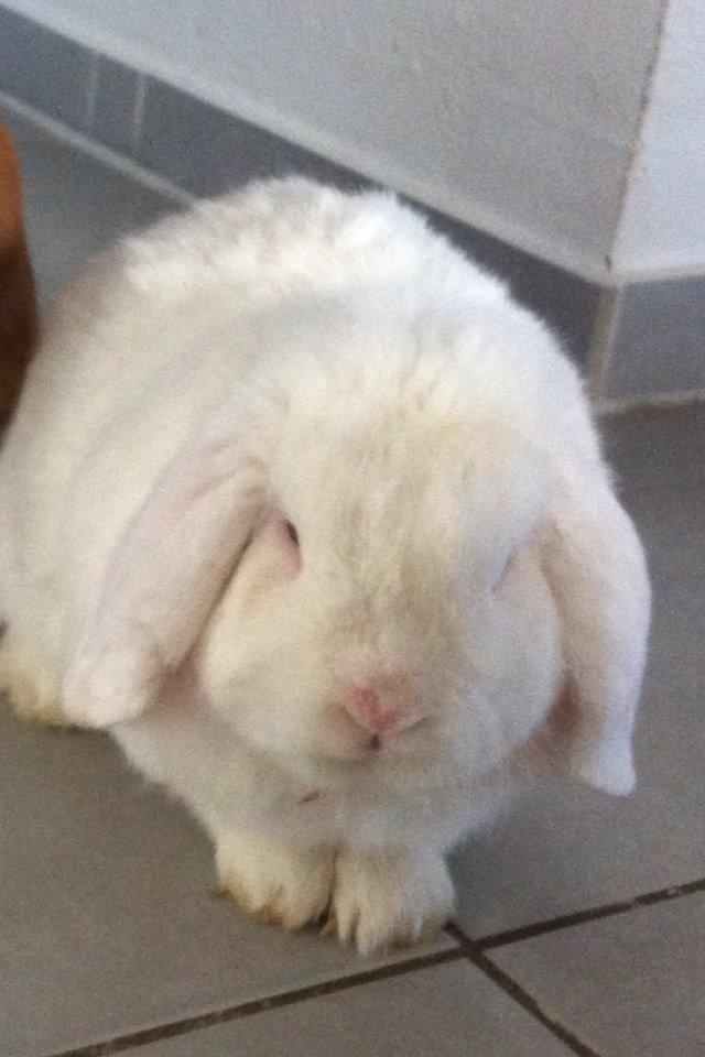 Kanin Jacob billede 5