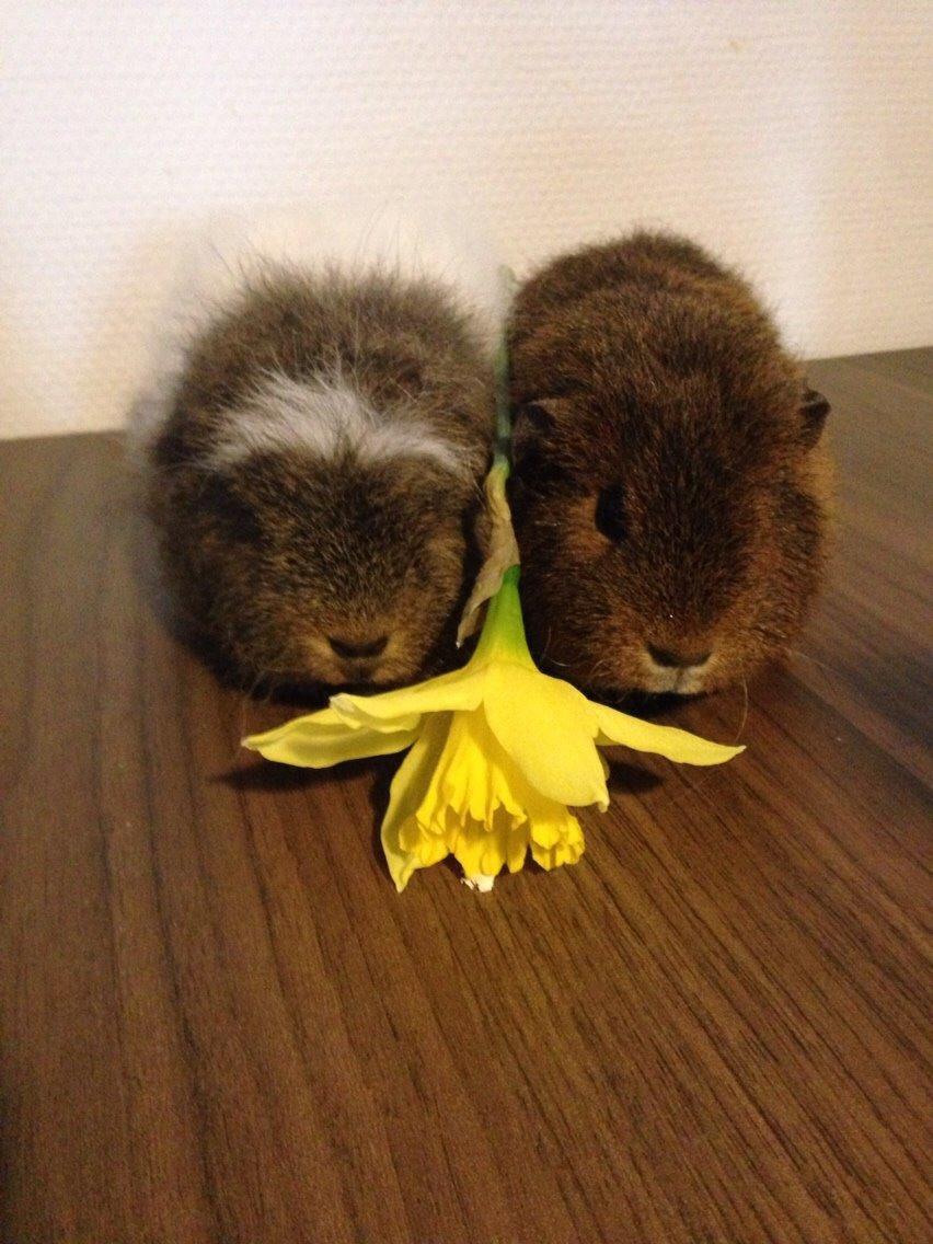 Marsvin Valentine billede 1