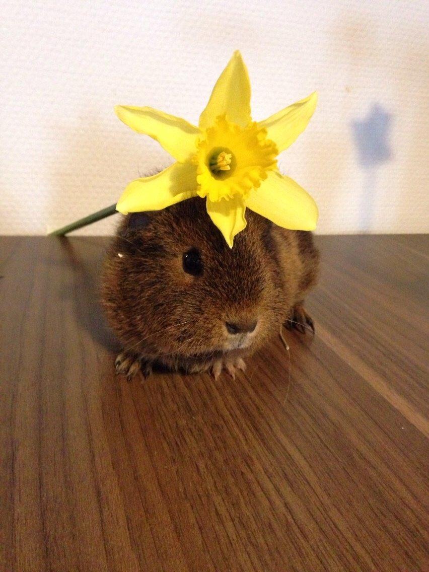 Marsvin Valentine billede 2