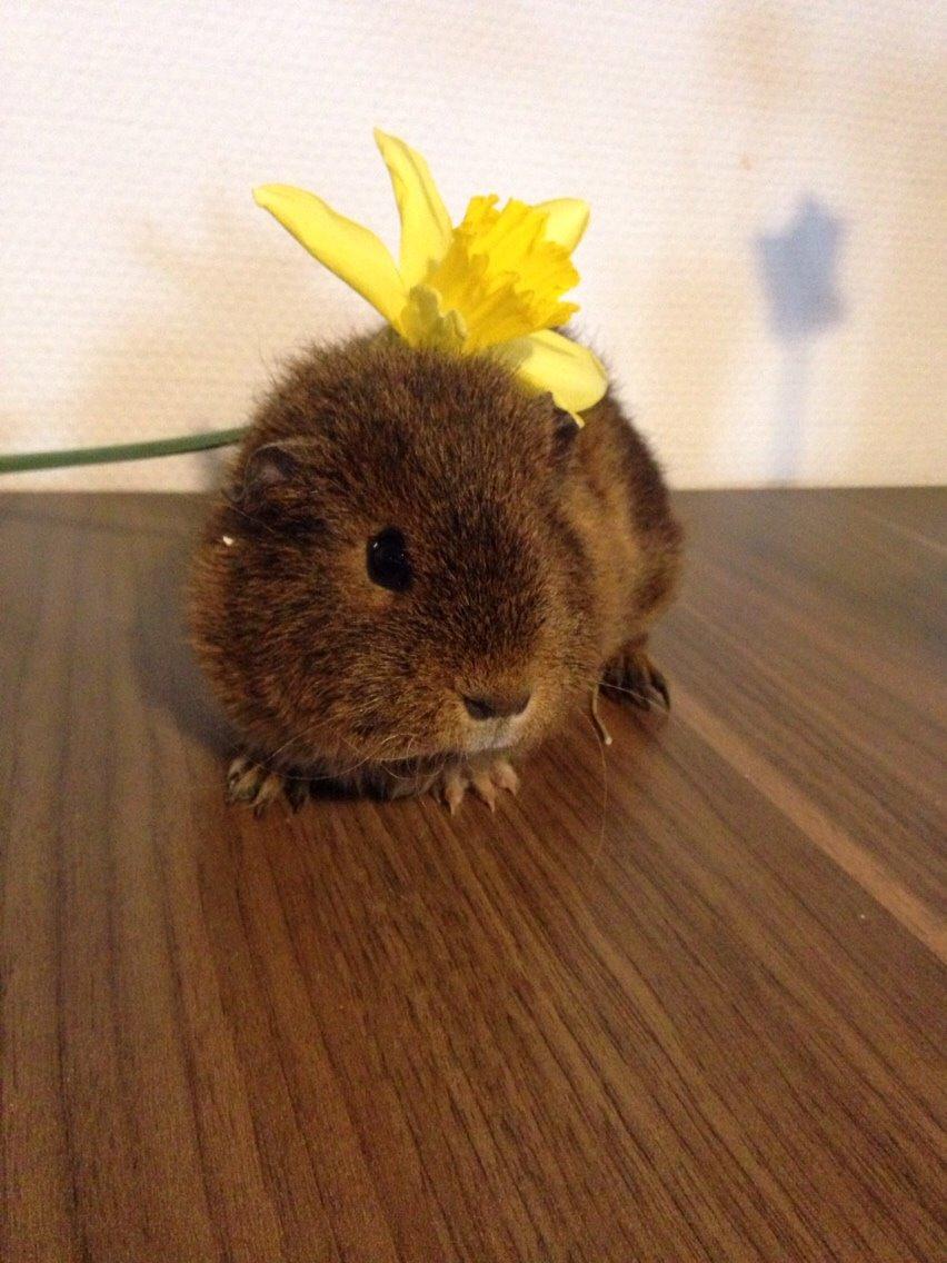 Marsvin Valentine billede 3