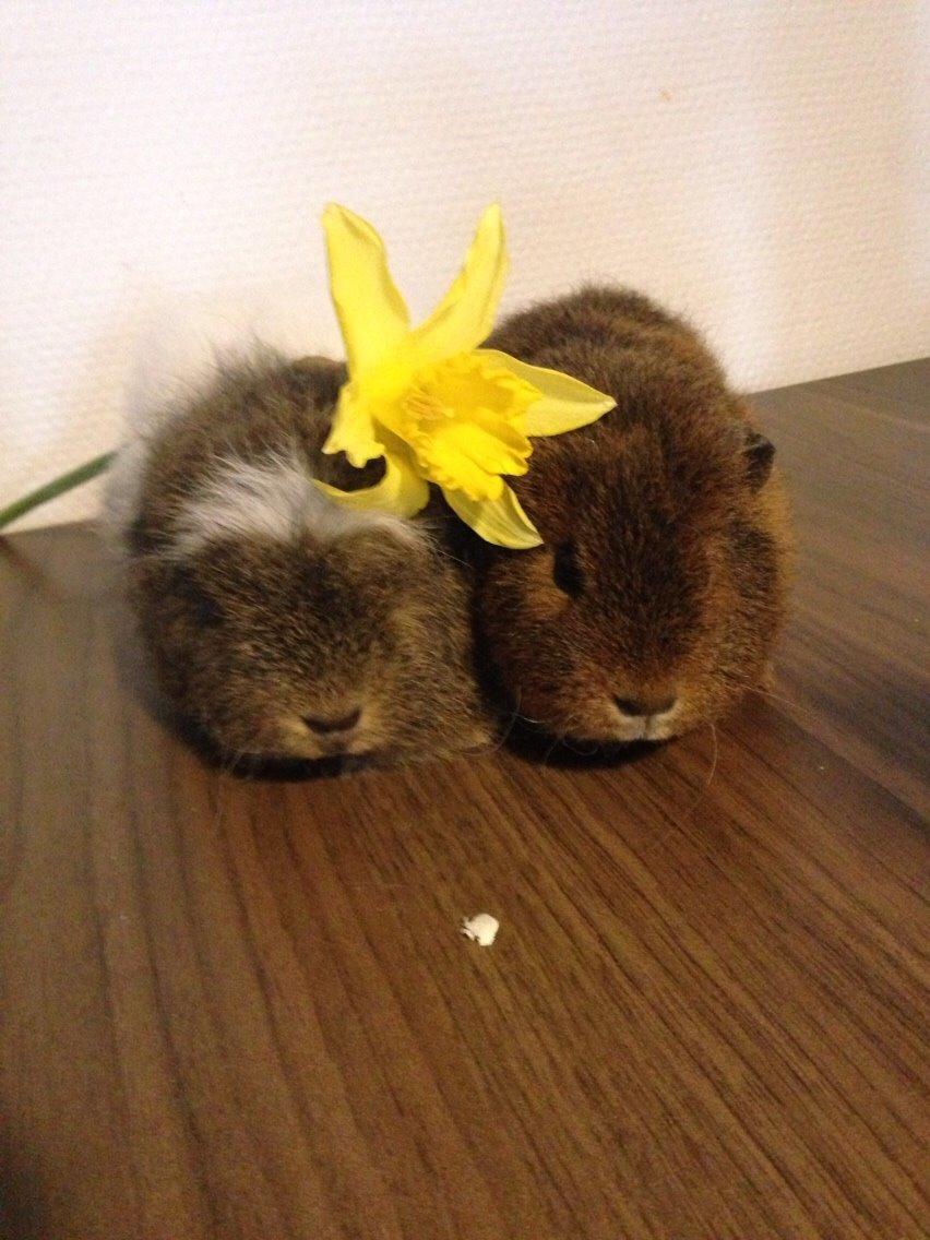 Marsvin Valentine billede 4