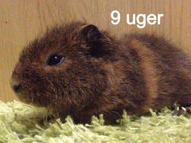 Marsvin Valentine billede 6