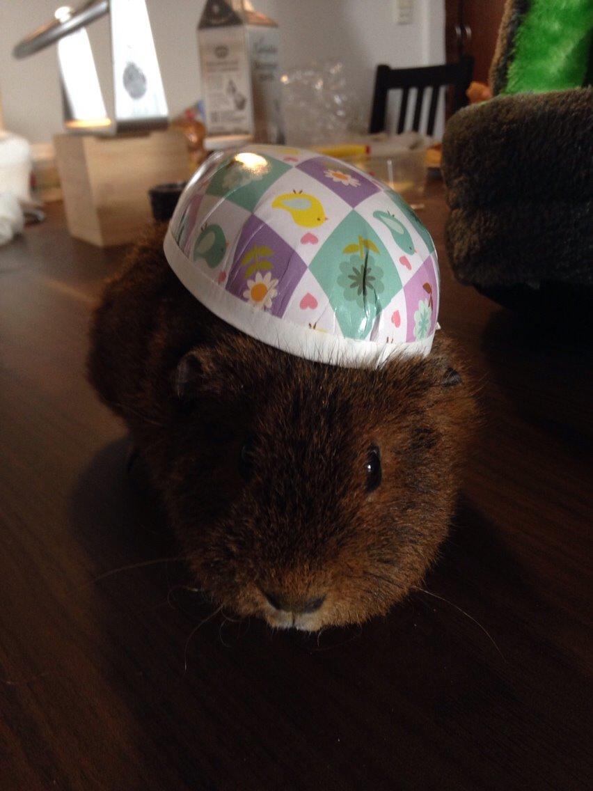 Marsvin Valentine billede 5