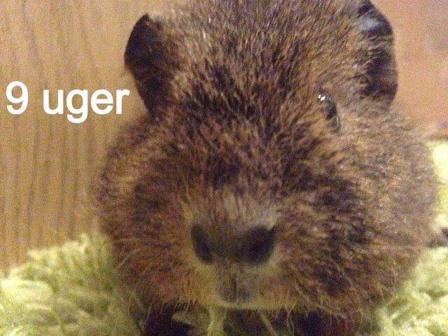 Marsvin Valentine billede 8