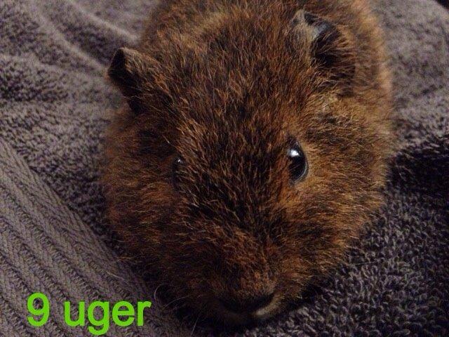 Marsvin Valentine billede 9