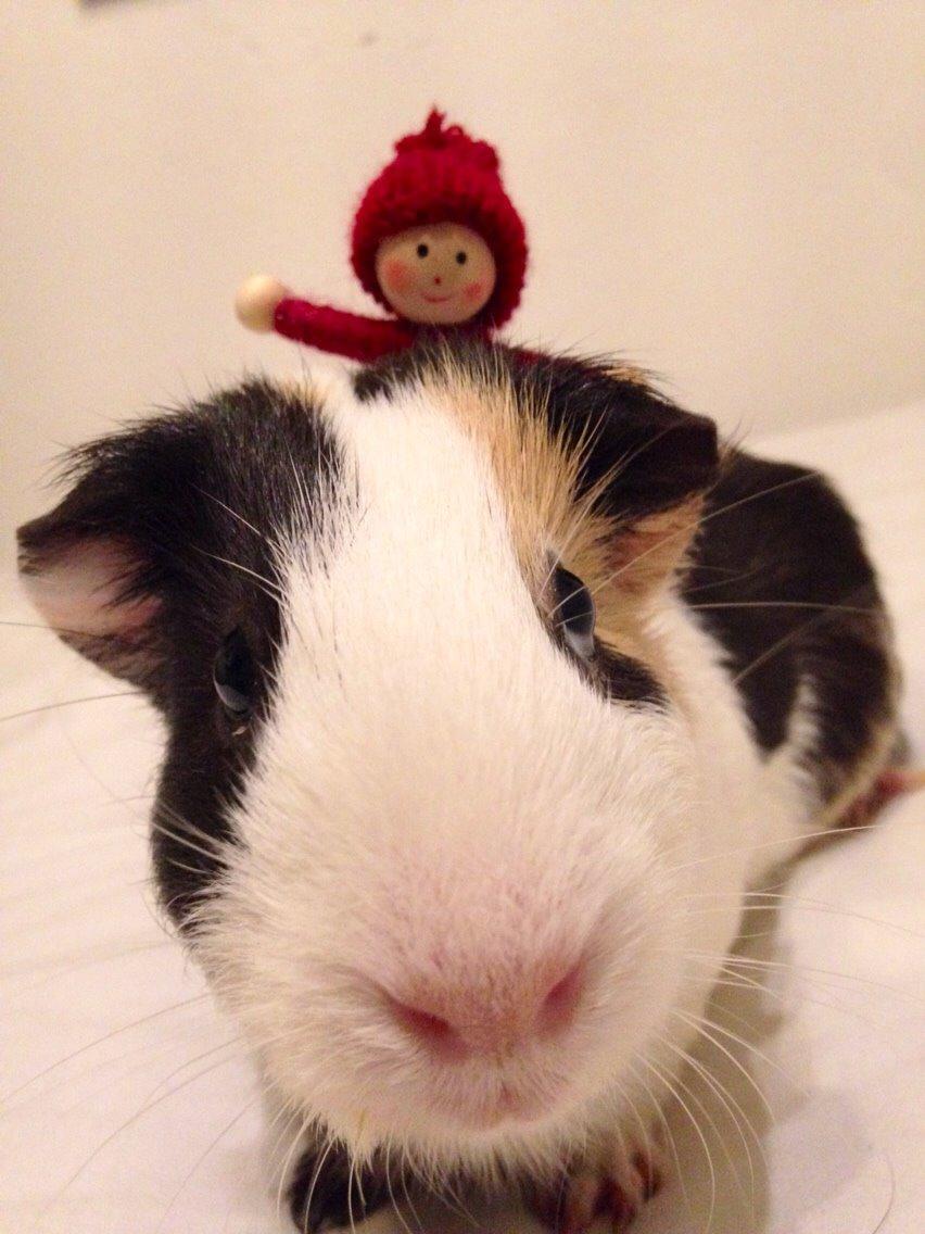 Marsvin Filur billede 1