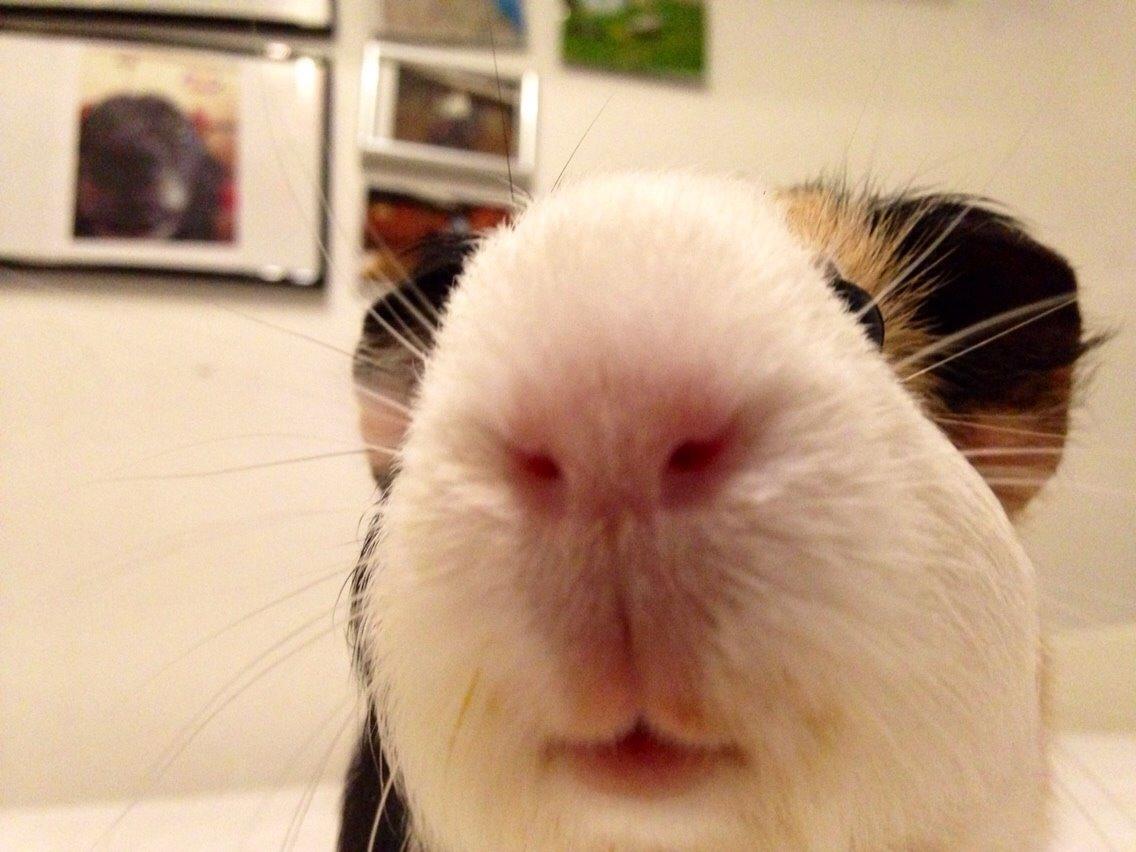 Marsvin Filur billede 2