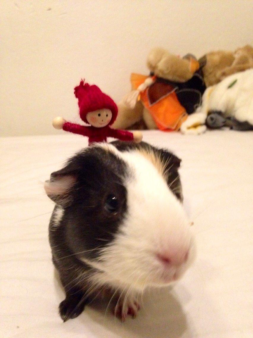 Marsvin Filur billede 3