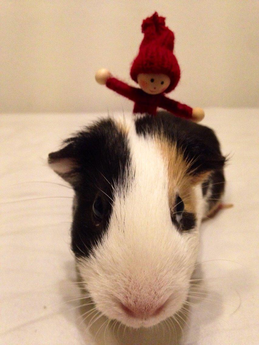 Marsvin Filur billede 4