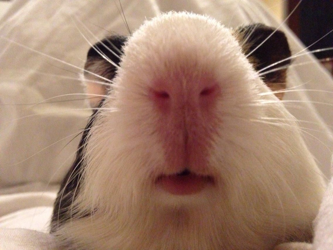 Marsvin Filur billede 5