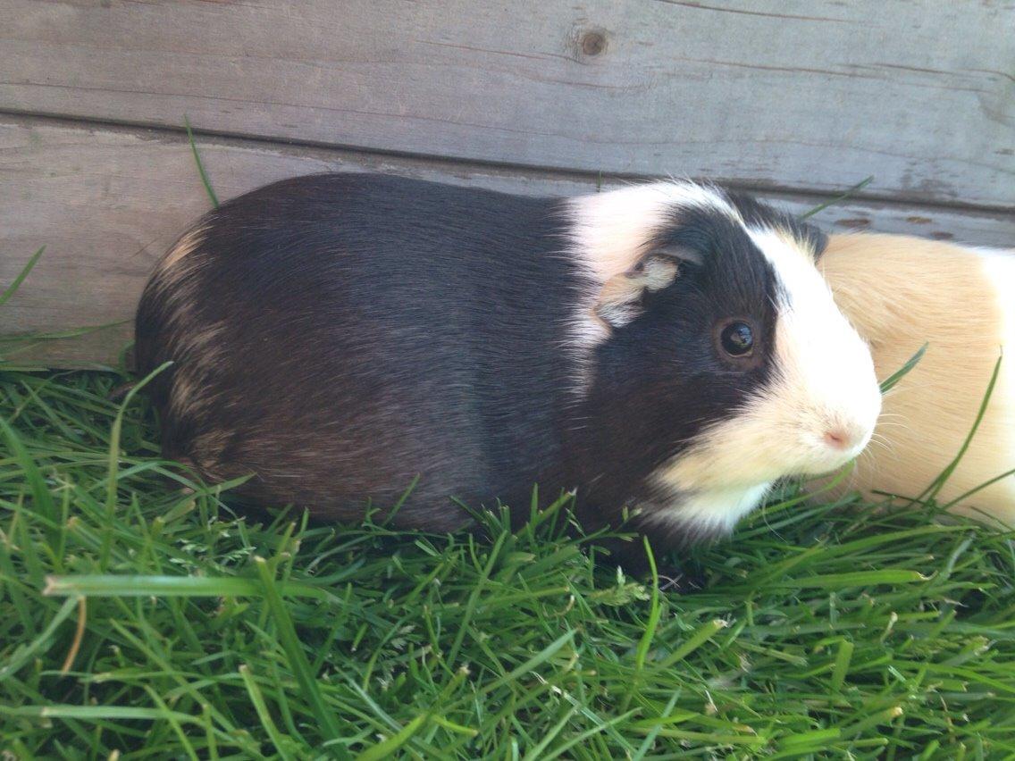 Marsvin Filur billede 6