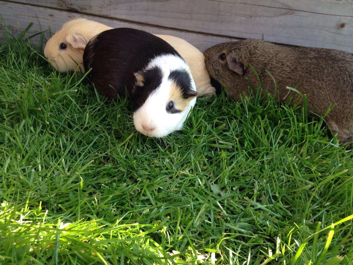 Marsvin Filur billede 7