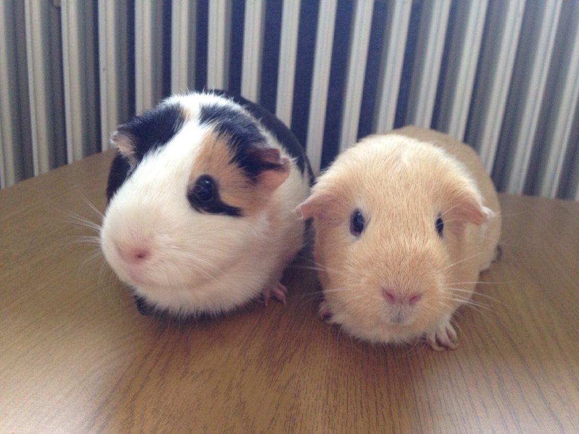 Marsvin Filur billede 8