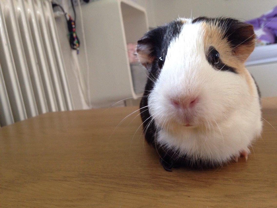 Marsvin Filur billede 9