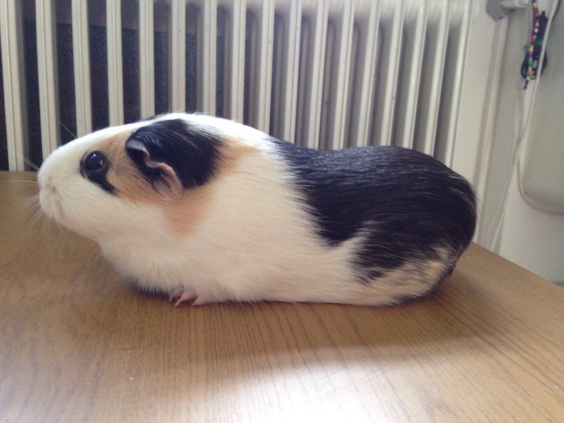 Marsvin Filur billede 10