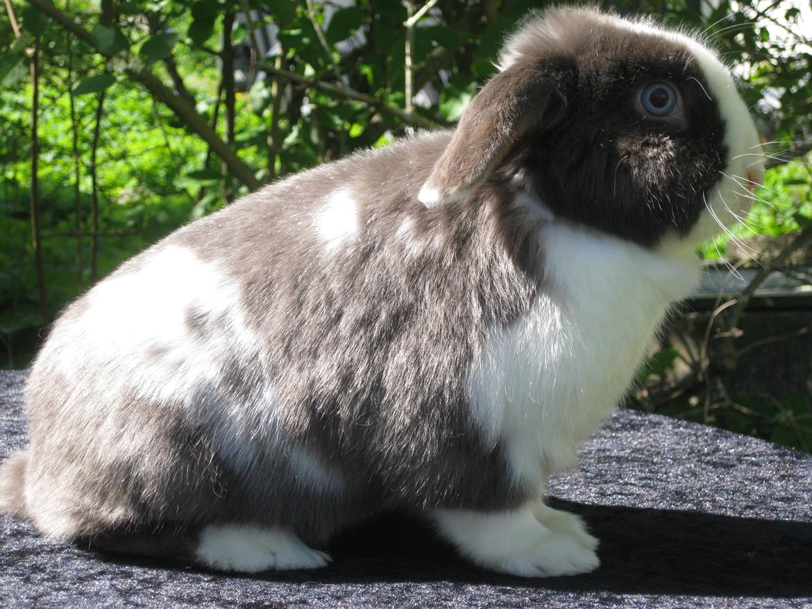 Kanin Strandhusets Beauty Fly billede 1