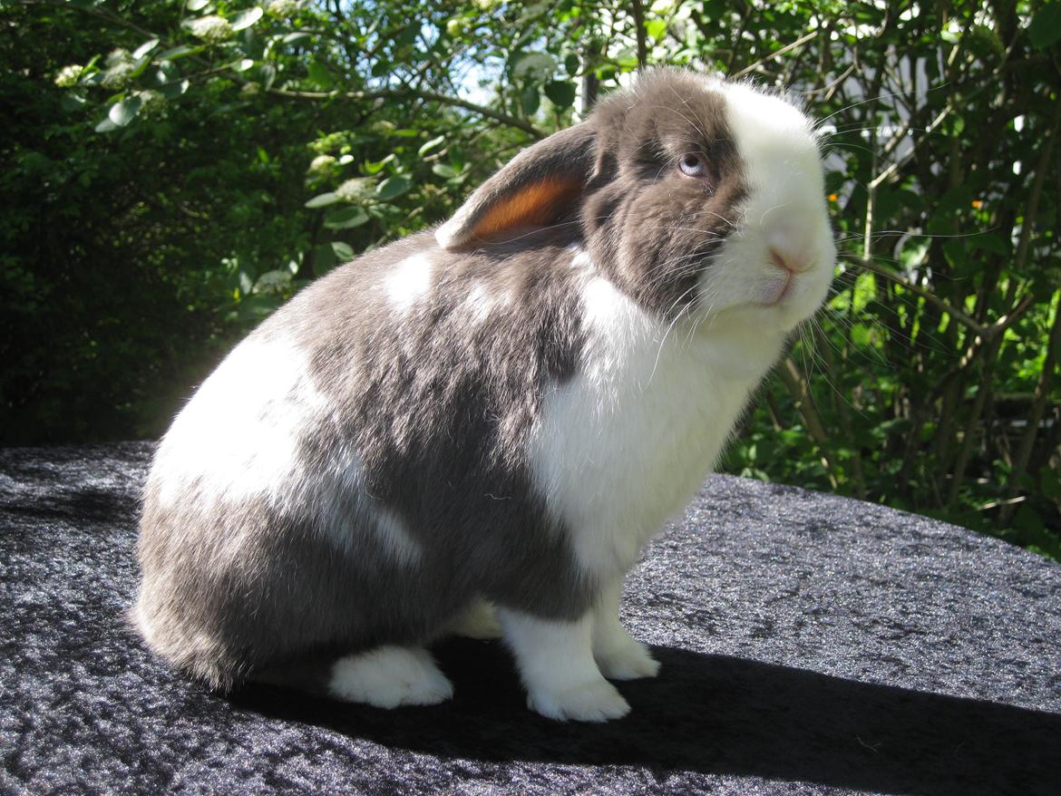 Kanin Strandhusets Beauty Fly billede 5