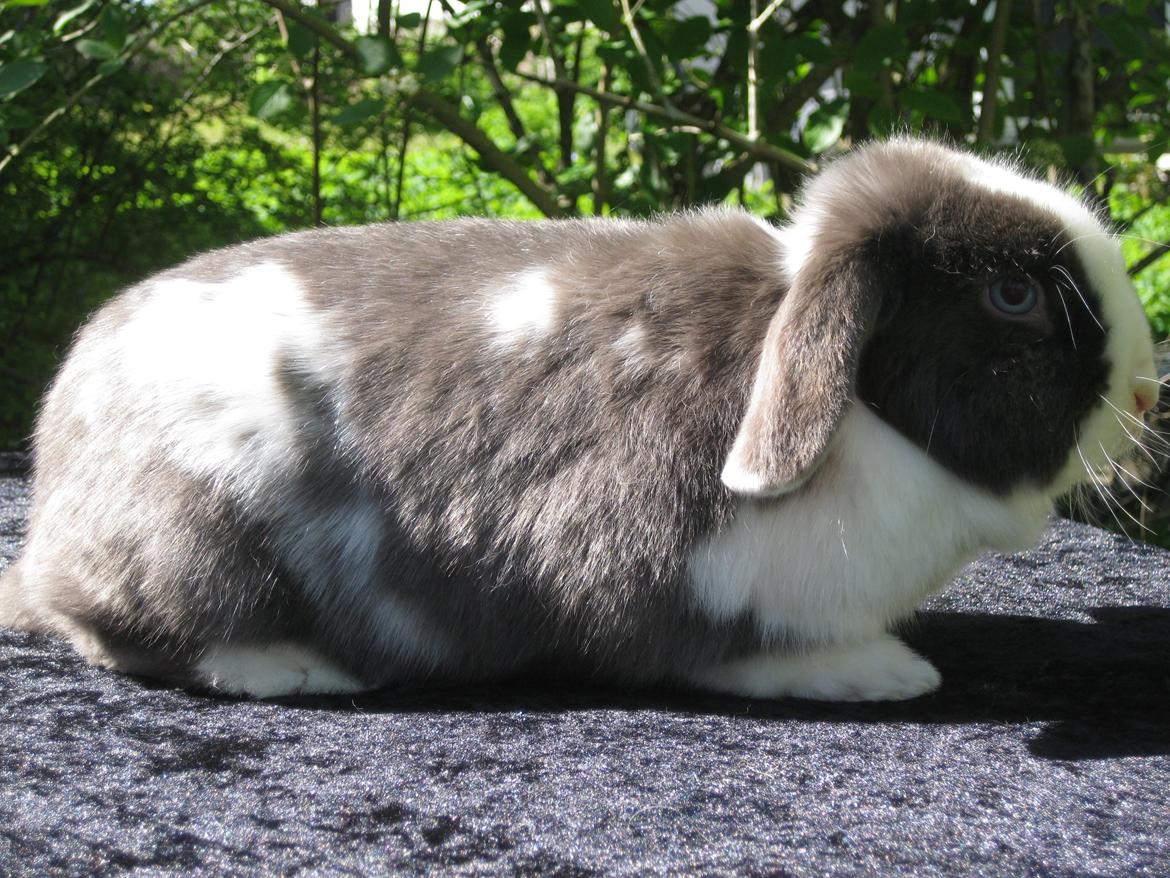 Kanin Strandhusets Beauty Fly billede 3