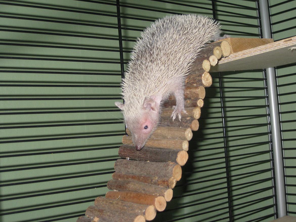 Pindsvin Pixie (lille tenrec) billede 7