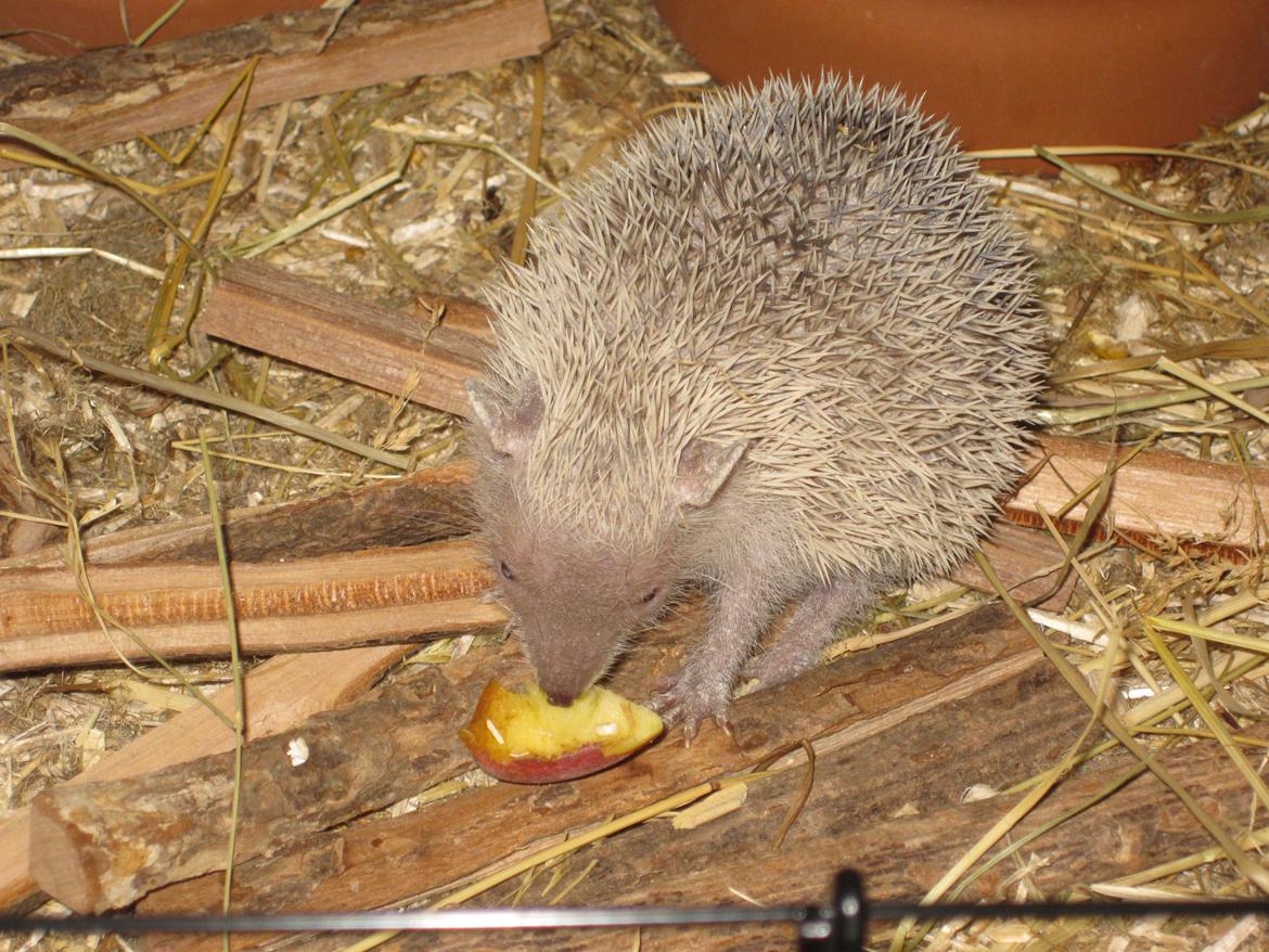 Pindsvin Pixie (lille tenrec) billede 6