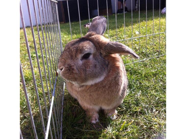 {{currentPhoto.altText}} billede {{currentPhoto.number}}