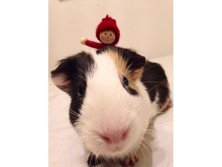 {{currentPhoto.altText}} billede {{currentPhoto.number}}