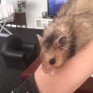 Hamster Lindes Geo