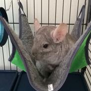 Chinchilla Hugo RIP 2/11-2015