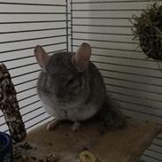 Chinchilla Hugo RIP 2/11-2015