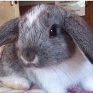 Kanin Gårdens Chilla