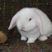 Kanin Balcony Bonnies Zina