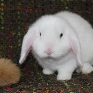 Kanin Balcony Bonnies Zina