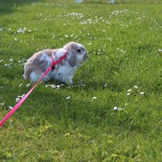 Kanin Magics Epic Dilution *Delle*