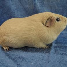 Marsvin Dueholms Zeus