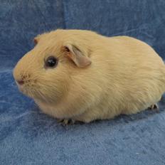 Marsvin Dueholms Zeus