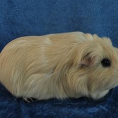 Marsvin Little Diamonds Creamie Light