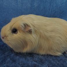 Marsvin Little Diamonds Creamie Light