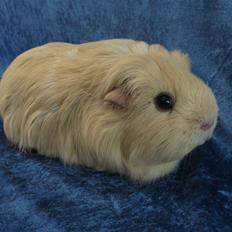 Marsvin Little Diamonds Creamie Light