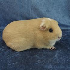 Marsvin Little Diamonds Christmas Rose