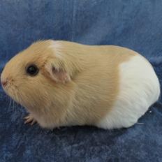 Marsvin Little Diamonds Christmas Rose