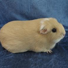 Marsvin Little Diamonds Christmas Rose