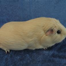 Marsvin Little Diamonds Maestro