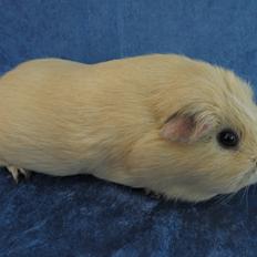 Marsvin Little Diamonds Maestro