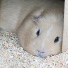 Marsvin Little Diamonds Maestro